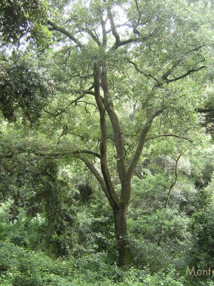 Bajando a Baixador de Valvidrera