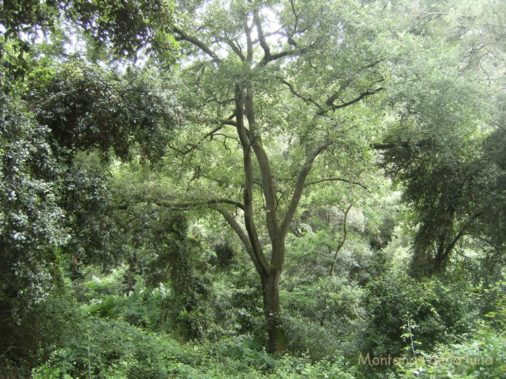 Bajando a Baixador de Valvidrera