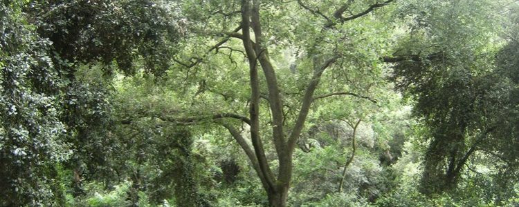 Bajando a Baixador de Valvidrera