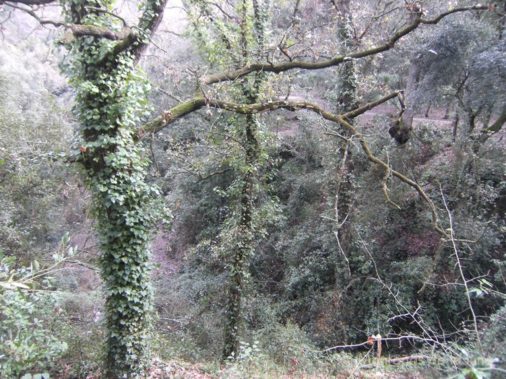 Cruce con la Font dels Caçadors