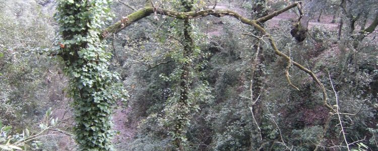 Cruce con la Font dels Caçadors