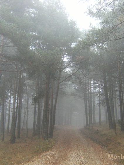 Bosque entre La Cambreta y el Portalico