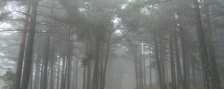 Bosque entre La Cambreta y el Portalico