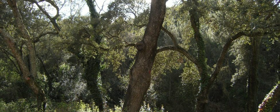 Bajando a Santa Coloma de Farners