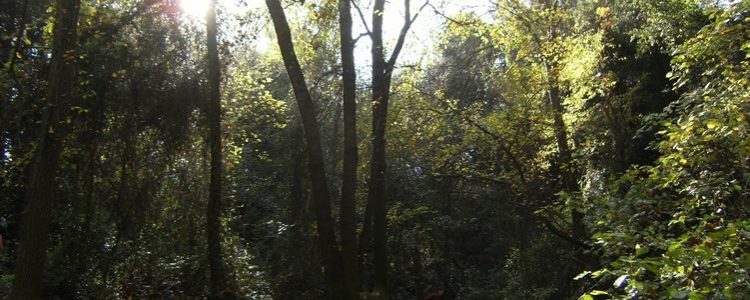 Alrededores del Salt