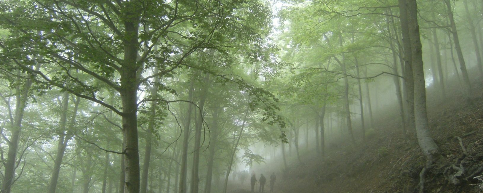 Fabuloso hayedo de subida a Coll Pregón