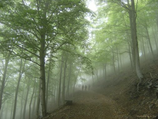 Fabuloso hayedo de subida a Coll Pregón
