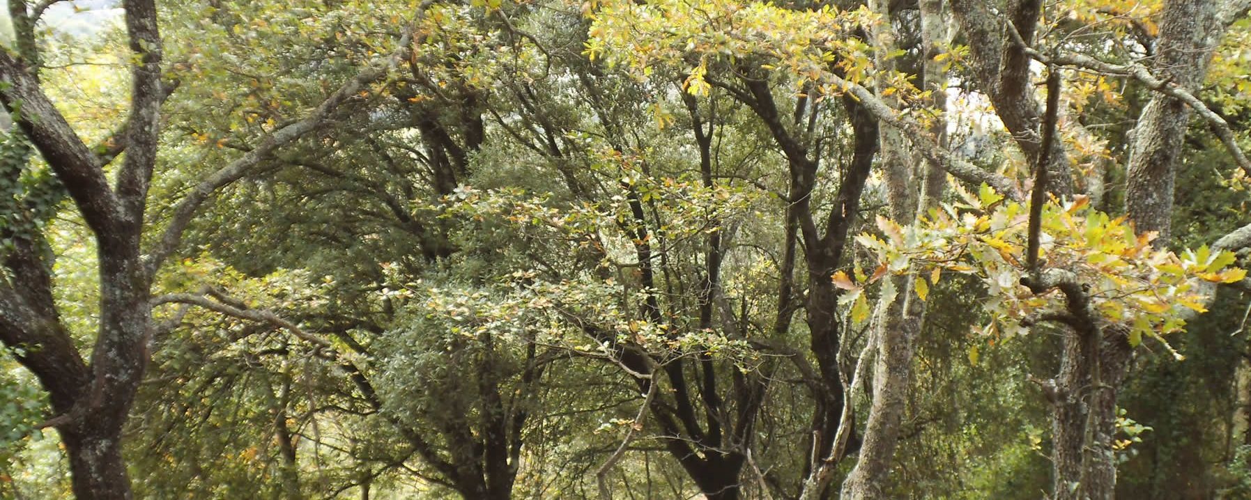 Camino de la Iglesia de la Mare de Dèu de Mont-ros