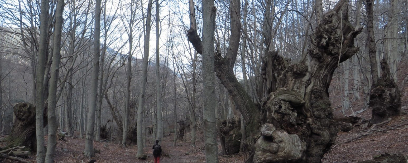 Castaños junto al Torrent de l’Erola