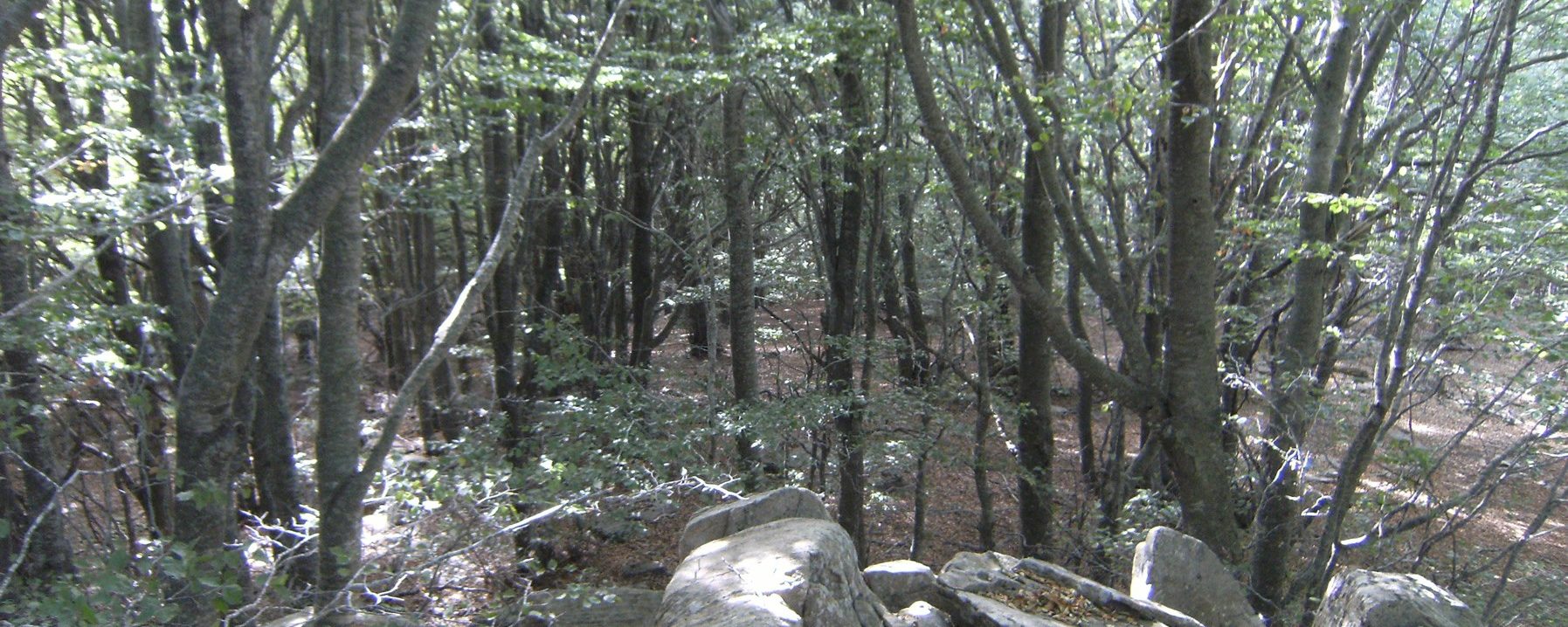 Alrededores del Turó Morou