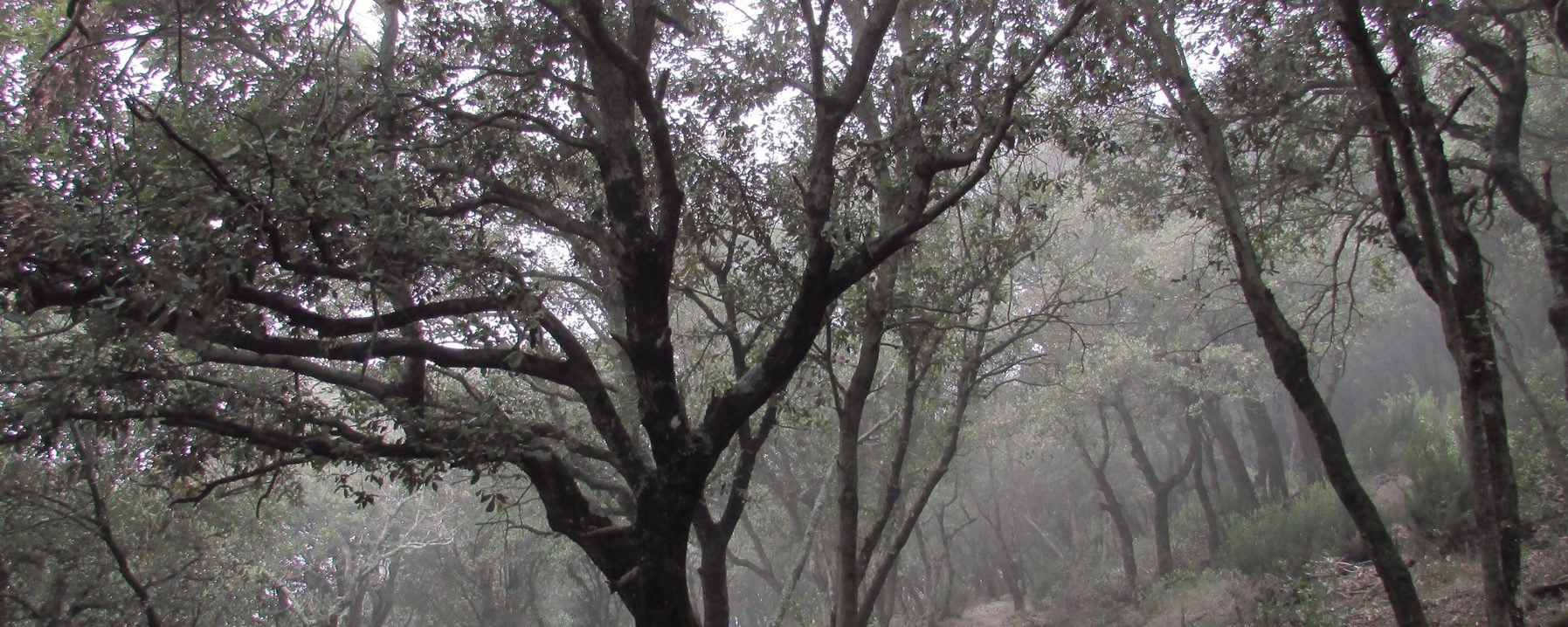 Subida a Roca Centella por el Serrat Llarg, senda entre los encinares