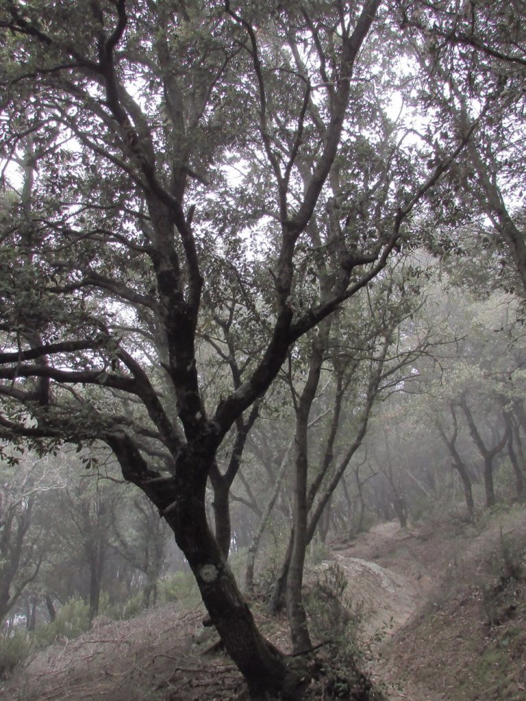 Subida a Roca Centella por el Serrat Llarg, senda entre los encinares