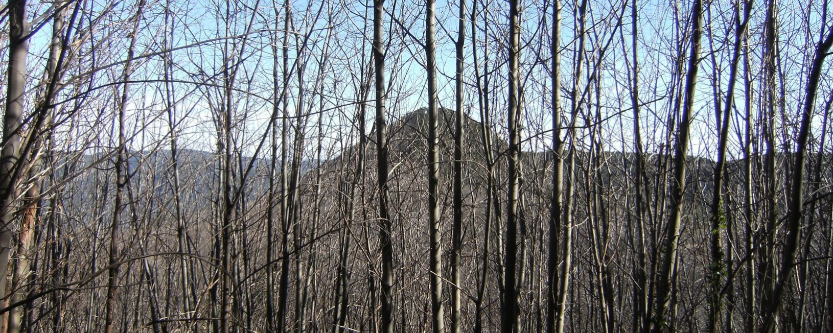 El Turó de Montfort entre los castañares