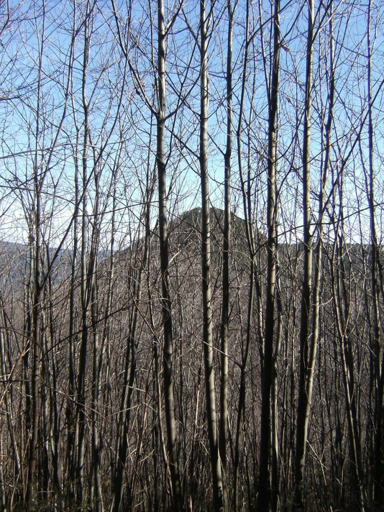 El Turó de Montfort entre los castañares
