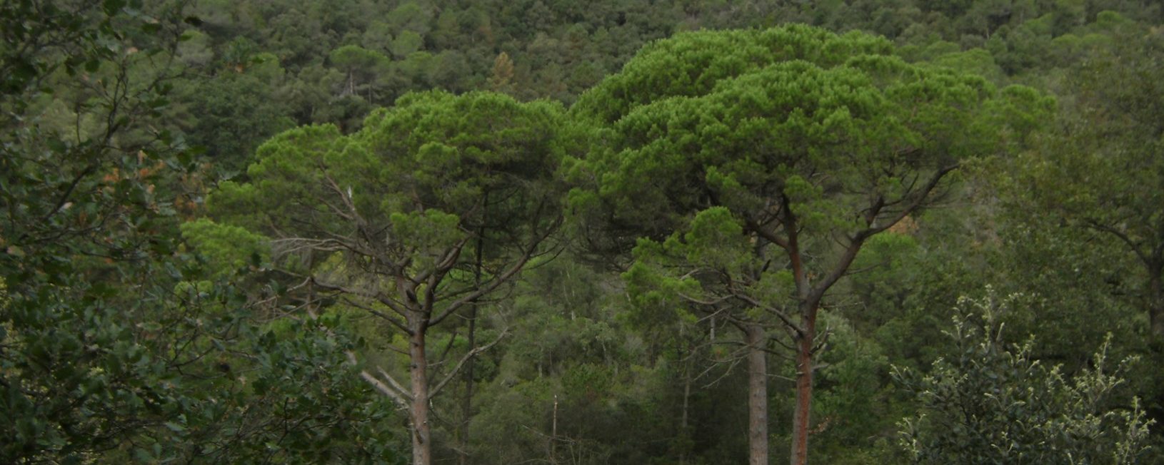 Bosques del Montgrós