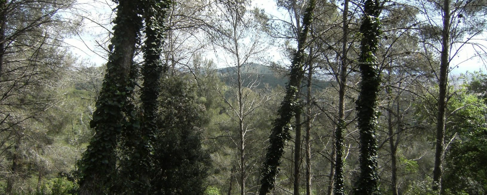 Frondosa vegetación en la bajada