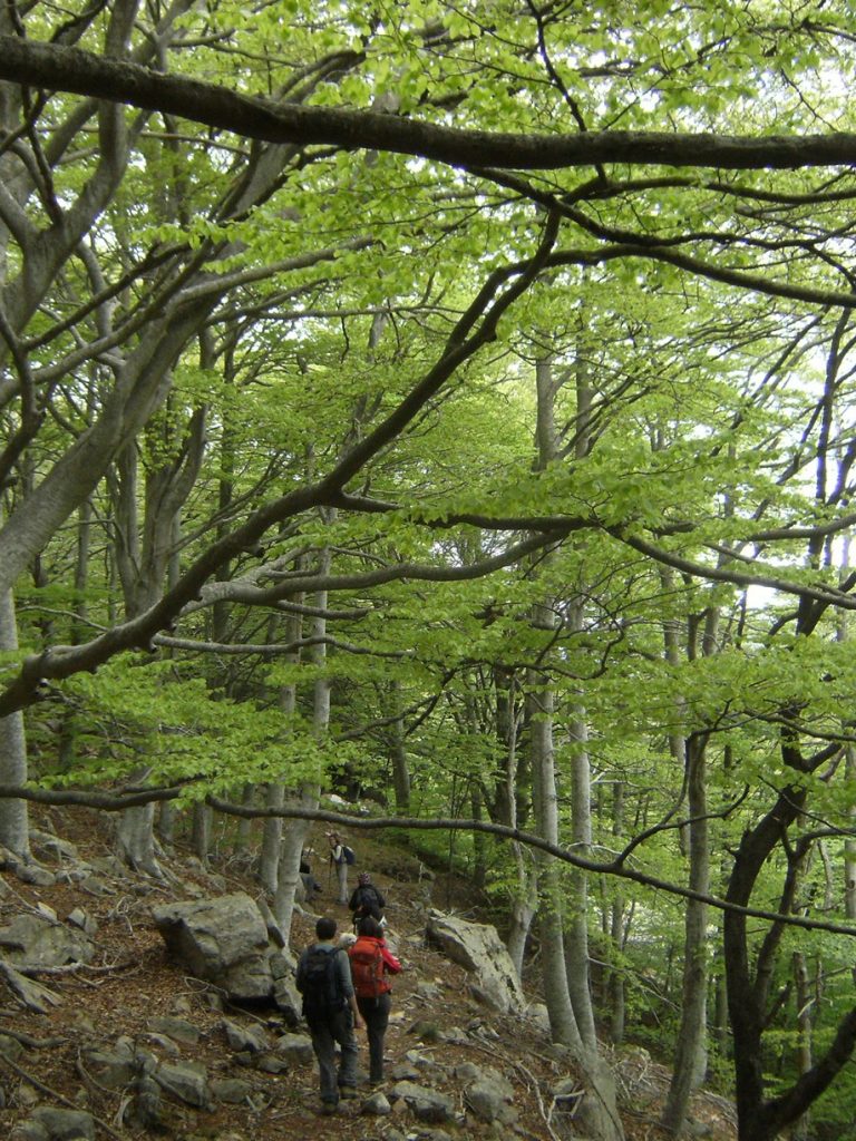 Camino de Can Gat por el vallecillo del Torrent del Rentadors