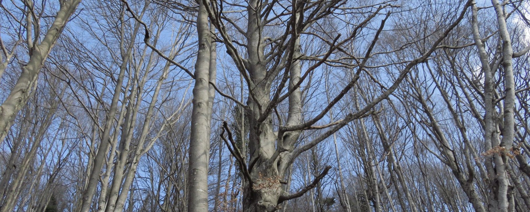 Hayedo camino del Collet dels Rubadans