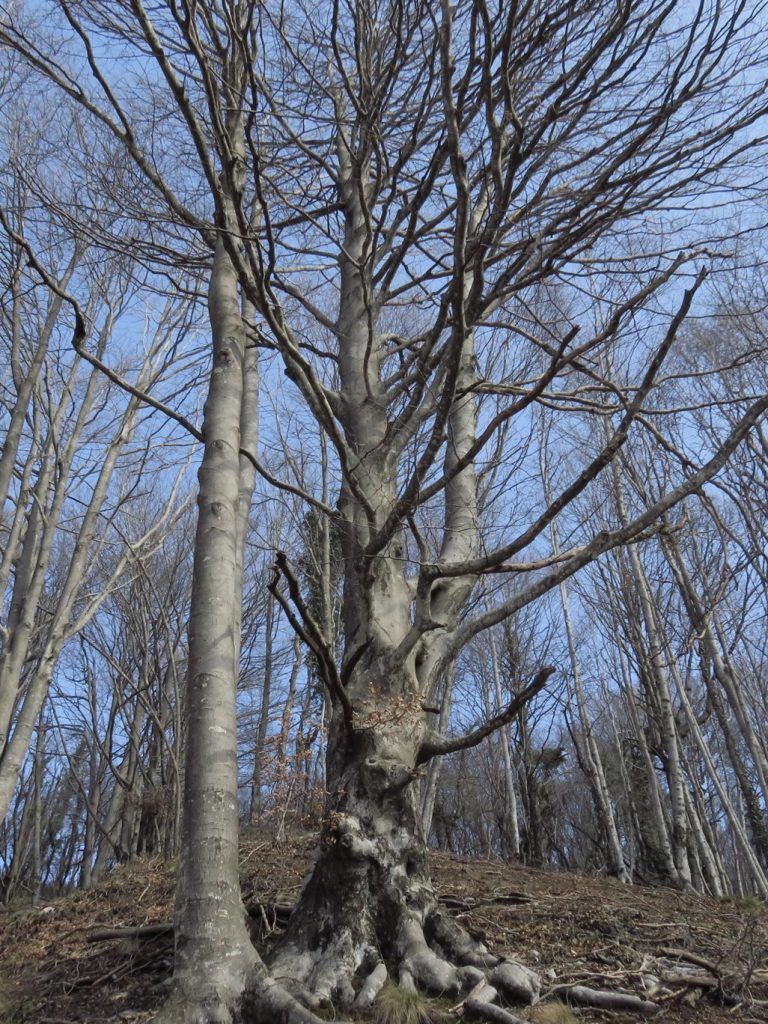 Hayedo camino del Collet dels Rubadans