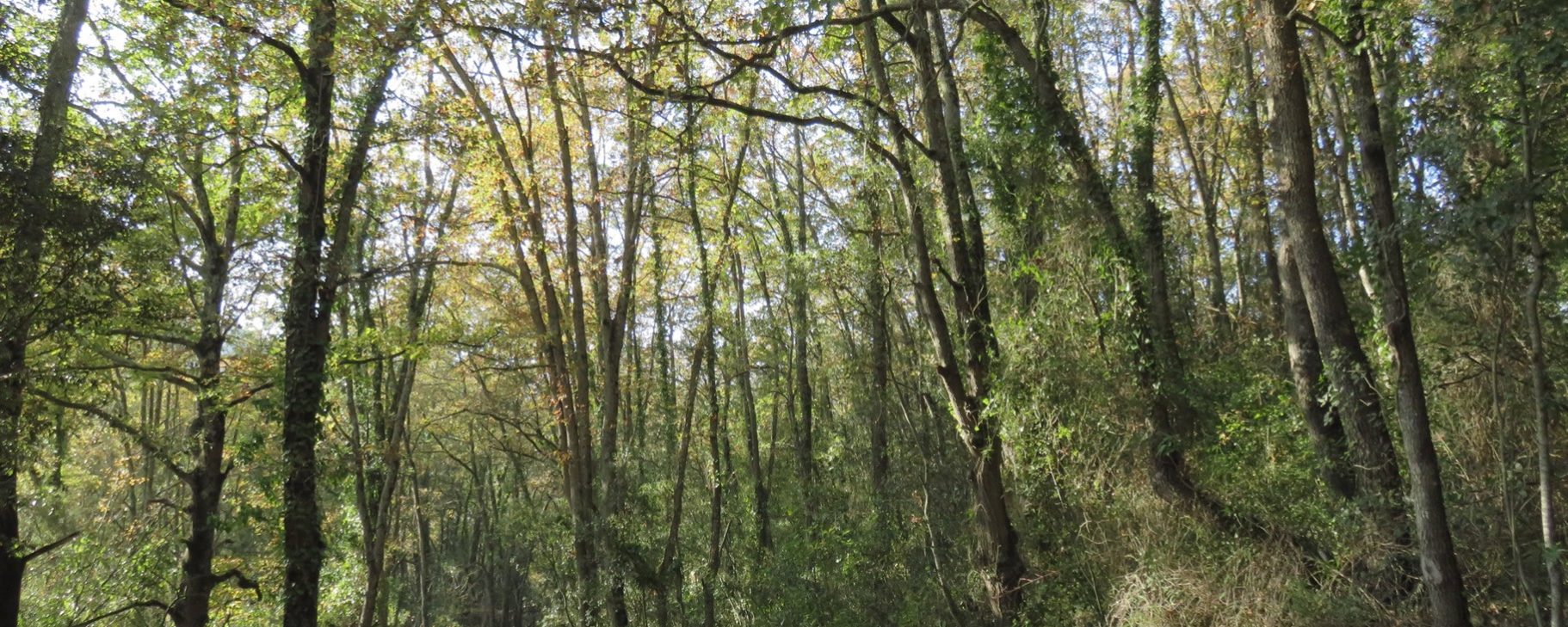 Robledal del Turó de Can Conill