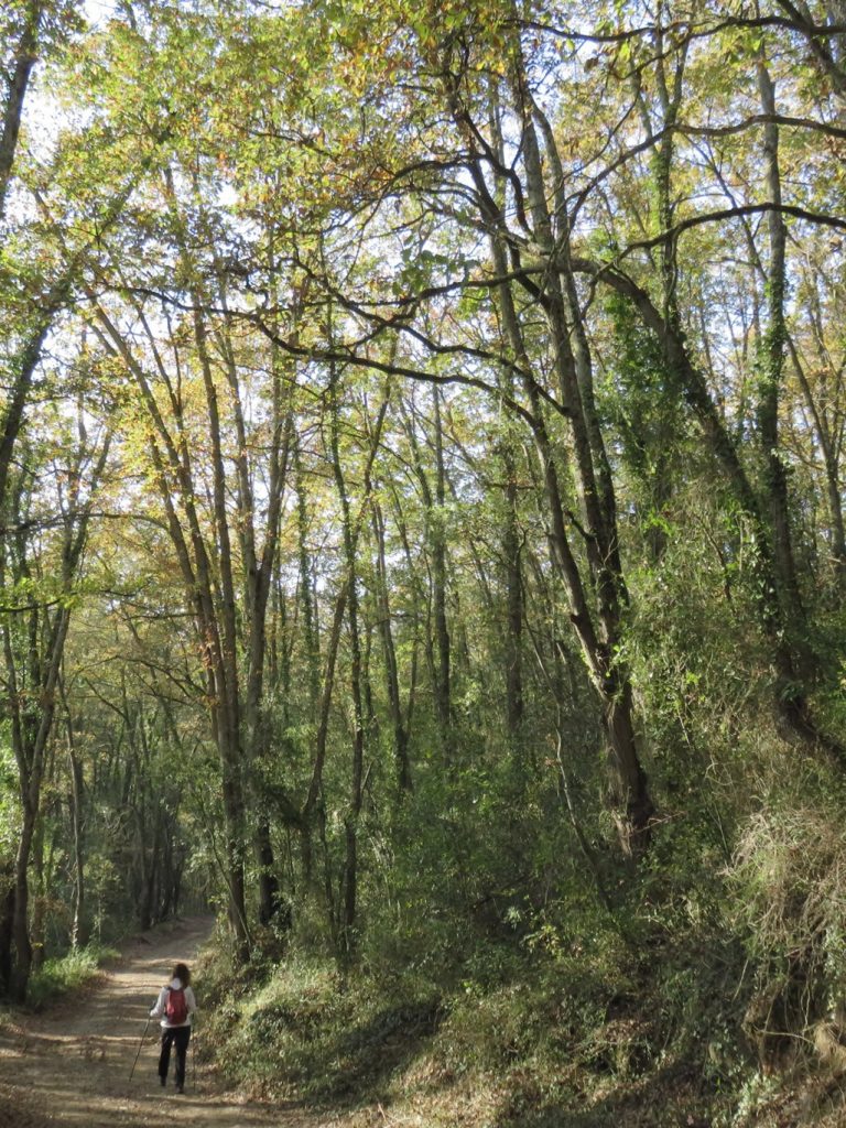 Robledal del Turó de Can Conill