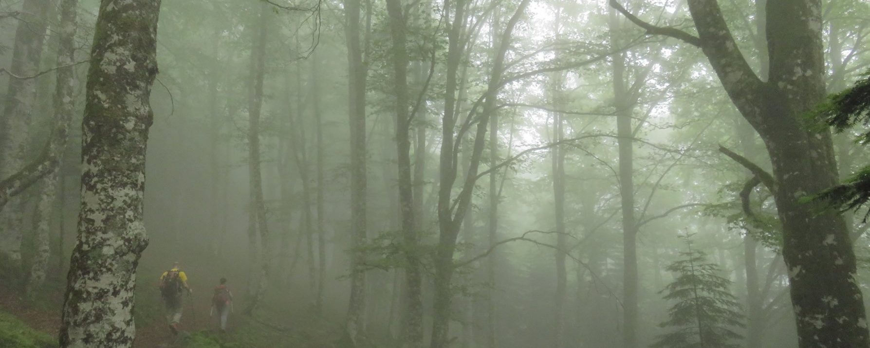 Cruzando el hayedo del Valle de Lys