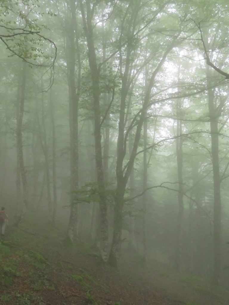 Cruzando el hayedo del Valle de Lys