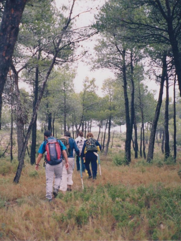 Marcha por los pinares de la Sierra de La Fontanella